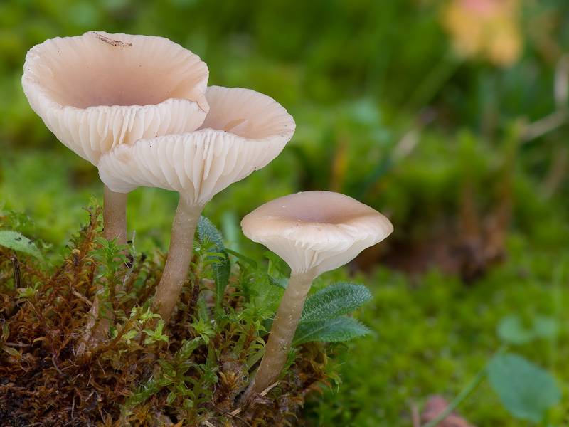 Clitocybe legaliae